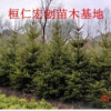 密枝云杉树价格、东北云杉基地、辽宁云杉树价格