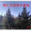 【辽宁云杉基地、假青仟云杉树、密枝云杉树价格】