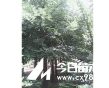 哪里有低价国槐树