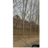 山东法桐树价格