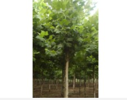 发帽法桐树价格