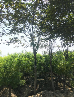 江苏南通巨紫荆、洋紫荆、紫荆供应详情