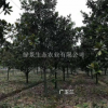 广玉兰