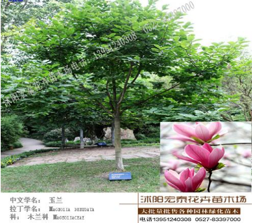 江苏宿迁供应各种规格苗木 紫玉兰