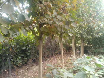 江苏宿迁供应各种规格苗木 白玉兰