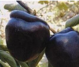 哪里有优质黑柿子苗=山西一米黑柿子苗价格=黑柿子苗品种