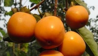 山西柿子苗厂家=柿子苗价格=柿子苗销售热线