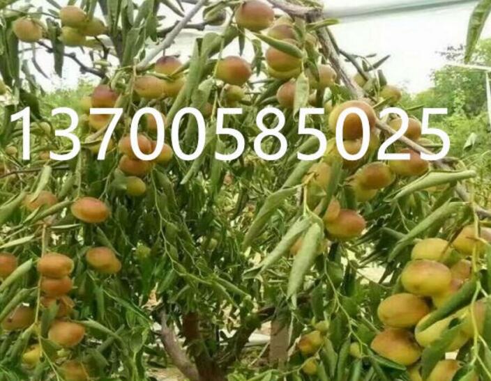 最新枣树苗价格