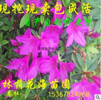 基地直销 绿篱花卉植物杜鹃花 多规格毛鹃 杜鹃球 花色艳丽当年开
