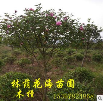 批发园林绿化工程苗木槿 丛生木槿 木槿价格 庭院植物当年开花图3