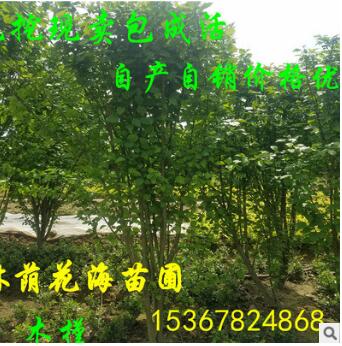批发园林绿化工程苗木槿 丛生木槿 木槿价格 庭院植物当年开花图1
