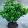 开花盆景植物 米兰花 室内客厅绿植盆栽 驱蚊子 四季常青花卉苗