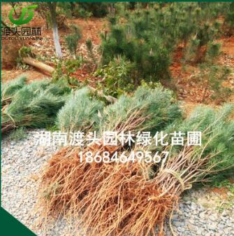 新品种黑松小苗绿化黑松苗 耐旱耐盐碱乔木景观黑松苗