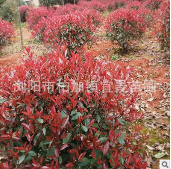 宜景苗圃 常绿性红叶石楠球 批发红叶石楠大小规格 大量供应出售