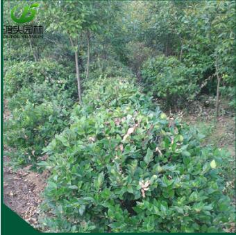 金森女贞苗木批发 优质常绿灌木盆栽金森女贞