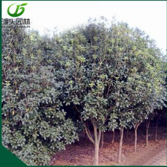 优质园林乔木八月桂花树批发 好品种半球形湖南桂花树
