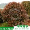 批发供应 红叶石楠球独杆红叶石楠园林工程绿化苗木规格齐全