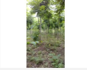 南京栾树价格 江苏栾树价格 栾树工程苗 栾树苗 栾树基地