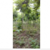 南京栾树价格 江苏栾树价格 栾树工程苗 栾树苗 栾树基地