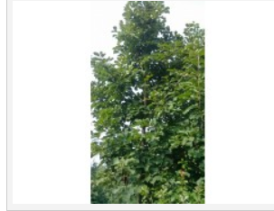 南京白玉兰价格 江苏白玉兰价格 白玉兰苗 白玉兰基地