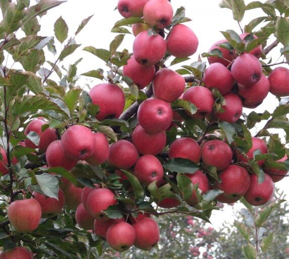 最新5公分苹果树价格-8公分苹果树价格+10公分苹果树价格