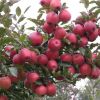 最新5公分苹果树价格-8公分苹果树价格+10公分苹果树价格