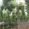 供应园林绿化苗木白蜡 速生白蜡苗木价格合理 白蜡苗培育基地优惠