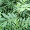 供应大量优质花椒苗 青花椒苗 花椒树 占地花椒苗