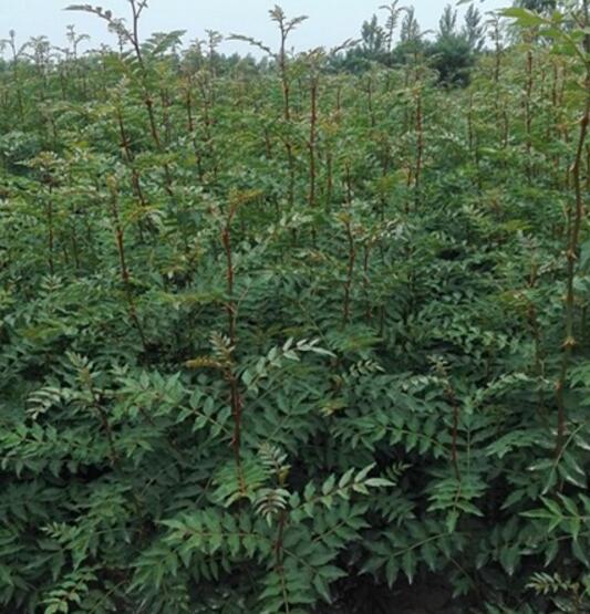 大红袍花椒苗哪里最好