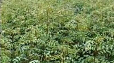 刺槐苗 花椒苗 山桃苗 毛桃苗 杜梨苗 连翘苗