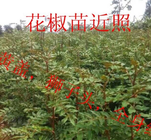 供应花椒苗=山西花椒苗=花椒苗价格=大红袍花椒苗