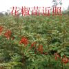 供应花椒苗=山西花椒苗=花椒苗价格=大红袍花椒苗