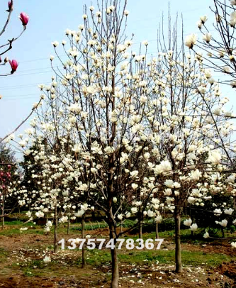 红、黄、白玉兰