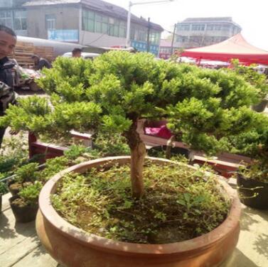 精品真柏盆景 室内植物盆栽 造型树桩绿植 针柏盆景