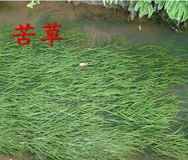 水生植物直销苦草沉水植物家庭鱼缸真水草净化水质苦草尾货甩卖