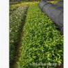 批发大叶栀子花 湖南小叶栀子花 栀子球 花香怡人 园林用苗
