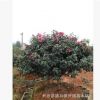 基地直销 茶梅 茶梅球 茶梅小苗花色艳红 绿化灌木规格多价格低