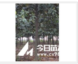 供应广玉兰价格10公分--20公分广玉兰，江苏南京广玉兰基地