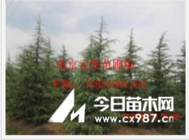 雪松价格，南京雪松基地，4米雪松价格