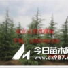 雪松价格，南京雪松基地，4米雪松价格