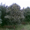 茶花