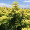 金叶水杉