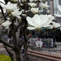 连云港市花玉兰报春