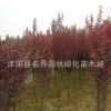 基地直销速生紫叶李苗 红叶李树苗速生紫叶李小苗 紫叶李树苗批发