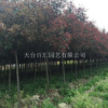 高杆红叶石楠，供应高杆红叶石楠，浙江天台高杆红叶石楠