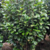 茶花，茶花树苗，红露珍茶花，耐东茶花，美人茶花，茶花小苗，茶花高杆，茶花单杆，