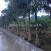 大王椰子供应（杆高5米）大王椰子（杆高5米）