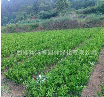 农家直销皮薄汁多味浓甜脐橙苗 鸿博园林脐橙苗树形饱满