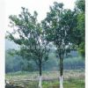 基地直销香泡树 香泡苗 绿化苗木香泡 成活率高
