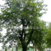 农家供应移栽朴树 大朴树 朴树苗
